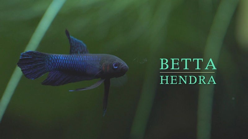 Gambar Betta fish