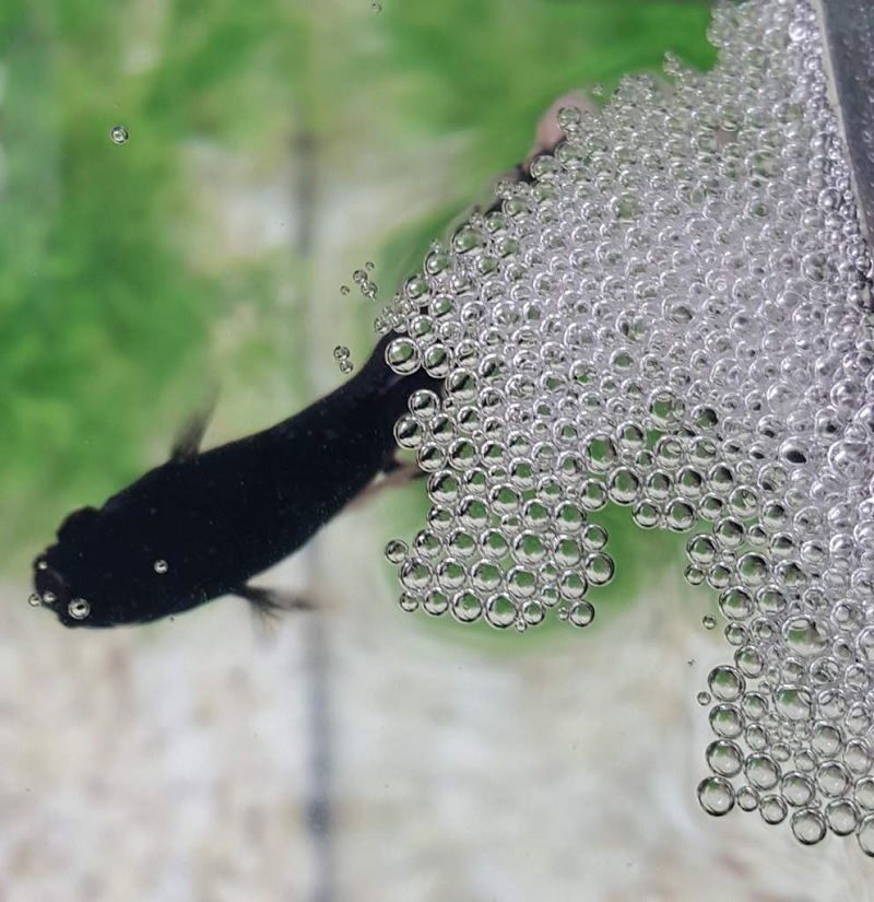 Gambar Ciri Ciri Gelembung Ikan Cupang Yang Sudah Ada Telurnya