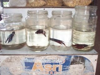Gambar Ukuran Aquarium Ikan Cupang Hias-botol ikan cupang