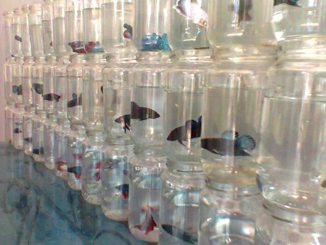 Gambar Ukuran Aquarium Ikan Cupang Hias-gelas ikan cupang