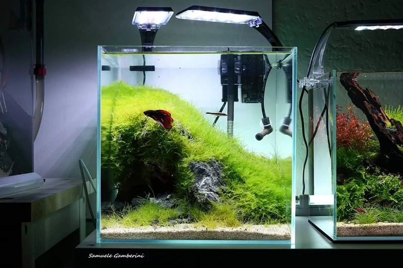 Gambar aquarium cupang murah