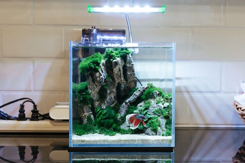 Gambar cara membuat aquarium cupang