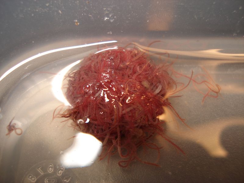 Cacing Sutra - Perbedaan Cacing Darah ( bloodworm ) dan Cacing Sutra