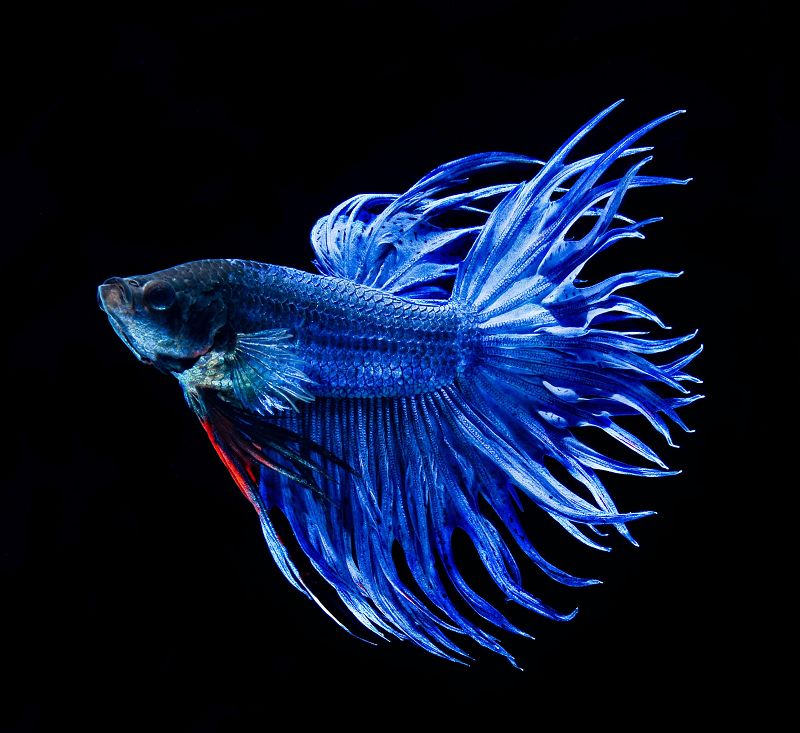 Ikan Cupang Warna Biru