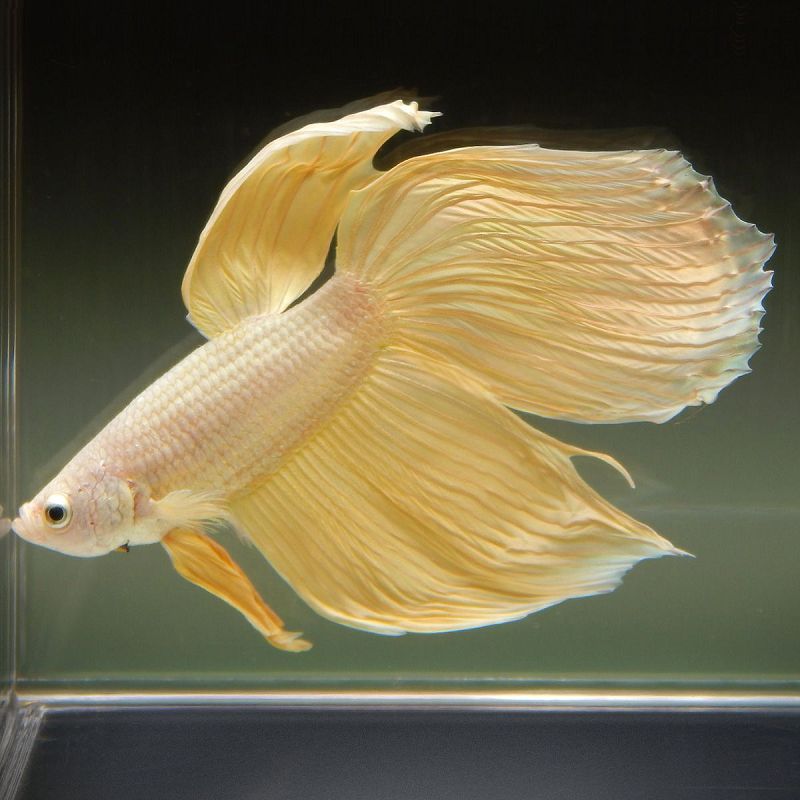 Ikan Cupang Hias Veil-tail Warna Kuning