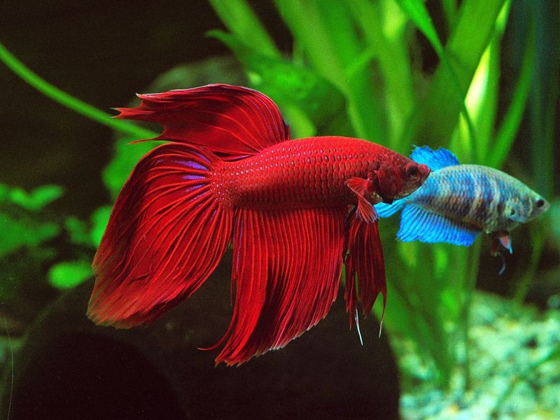 Ikan Cupang Hias Veil-tail Warna Merah