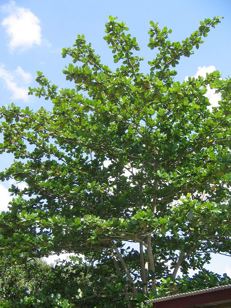 Pohon Ketapang
