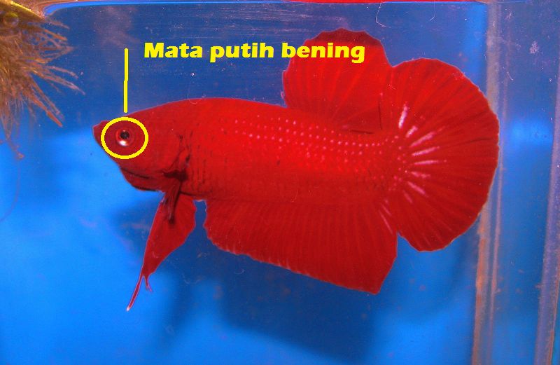 Gambar ikan cupang plakat super red