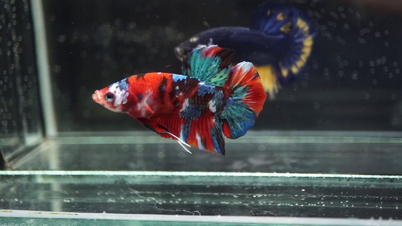 Multicolor - Jenis Ikan Cupang Yang Mahal