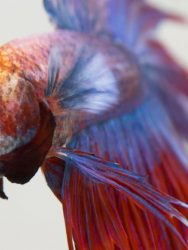Penyebab Kepala Ikan Cupang Nyendok