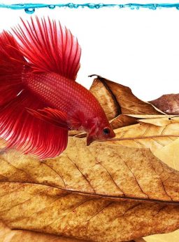 manfaat daun ketapang untuk ikan cupang