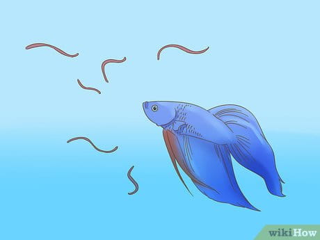 Cara Memelihara Ikan Cupang Untuk Pemula
