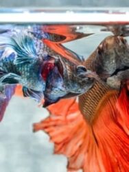 Cara Memelihara Ikan Cupang Dalam Satu Akuarium