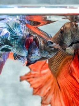 Cara Memelihara Ikan Cupang Dalam Satu Akuarium