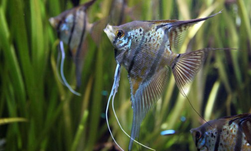 Cara Merawat Ikan Angelfish