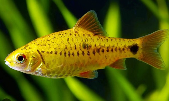 Ikan Gold Barb