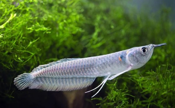 Profil Ikan Arwana Silver Cantik Dan Menawan